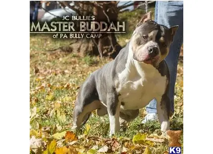 American Bully