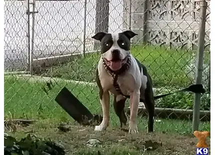 American Bully