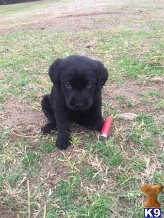 Labrador Retriever puppy for sale