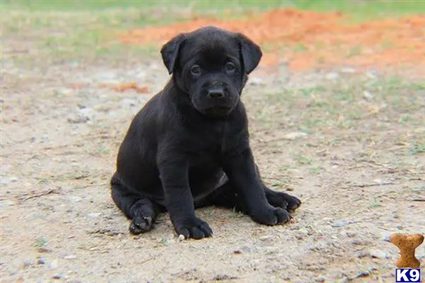 Labrador Retriever puppy for sale