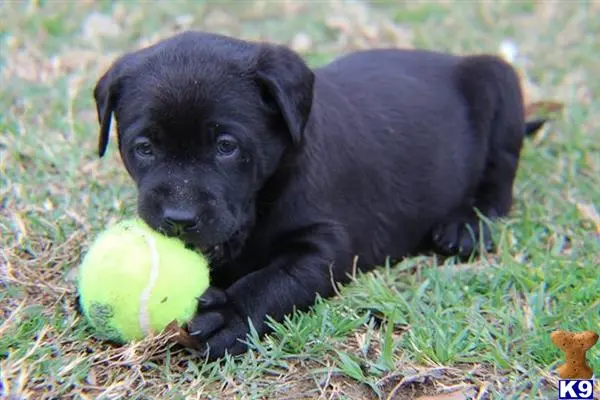 Labrador Retriever puppy for sale