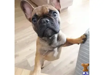 French Bulldog puppy for sale: a french bulldog dog sitting on the floor