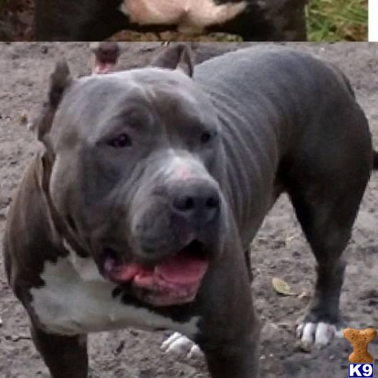 pitbull puppies for sale in florida american pit bull puppies for sale in florida pitbull puppies for sale in florida american pit bull puppies for sale in florida
