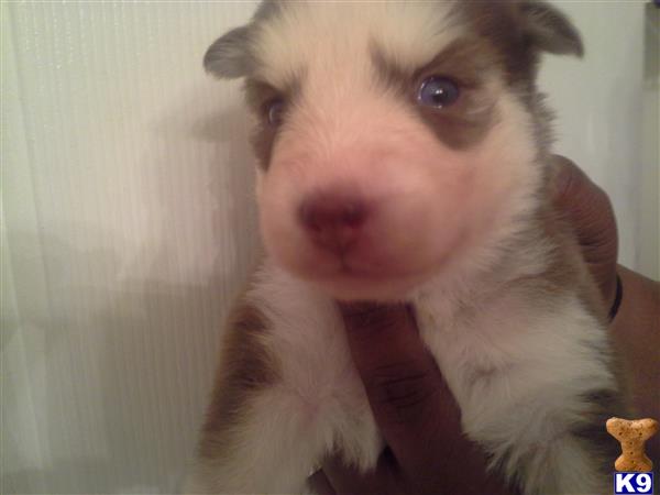 siberian husky puppy posted by kenjuly2001