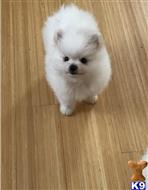 pomeranian puppy posted by kenneth206