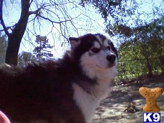 a siberian husky dog sitting outside