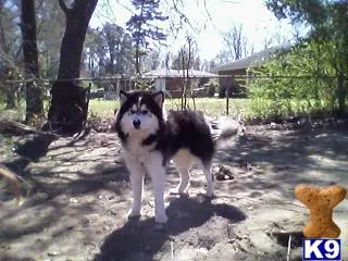 Siberian Husky stud dog