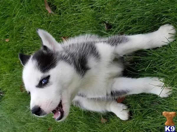 Siberian Husky puppy for sale