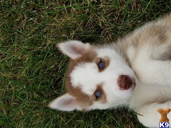 a white siberian husky dog lying on grass