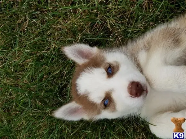 Siberian Husky puppy for sale