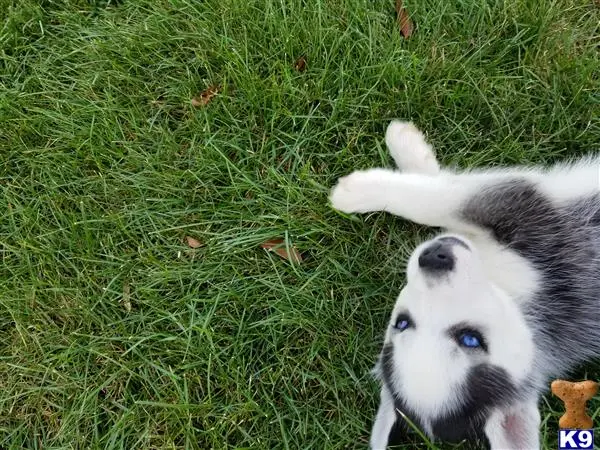 Siberian Husky puppy for sale