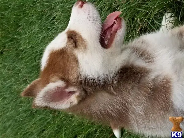 Siberian Husky puppy for sale