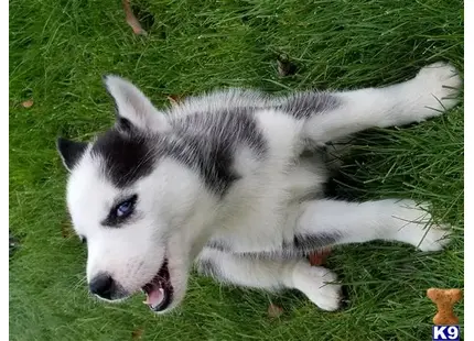 Siberian Husky