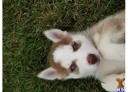 Siberian Husky