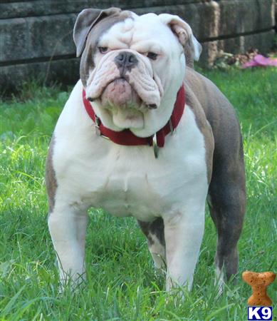 a old english bulldog dog standing in grass