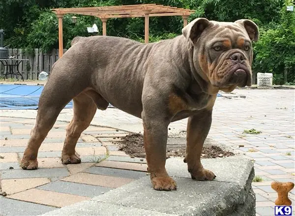 Old English Bulldog stud dog: a large old english bulldog dog standing on a sidewalk