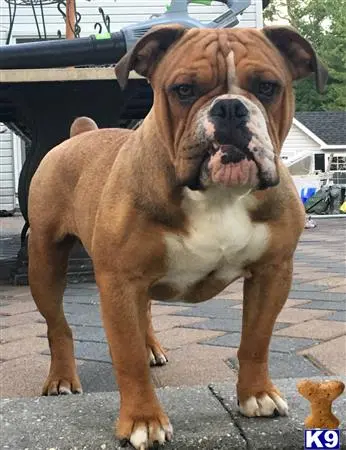 Old English Bulldog stud dog: a old english bulldog dog standing on a sidewalk