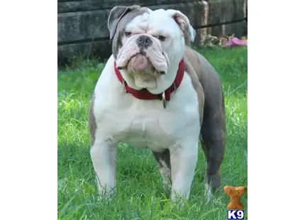 Old English Bulldog stud dog: a old english bulldog dog standing in grass