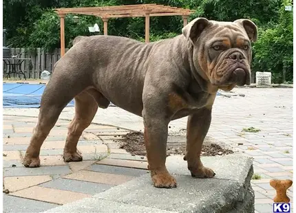 Old English Bulldog stud dog: a large old english bulldog dog standing on a sidewalk