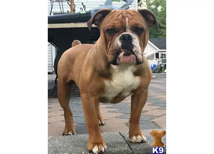 Old English Bulldog stud dog: a old english bulldog dog standing on a sidewalk