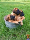 mastiff puppy posted by kense