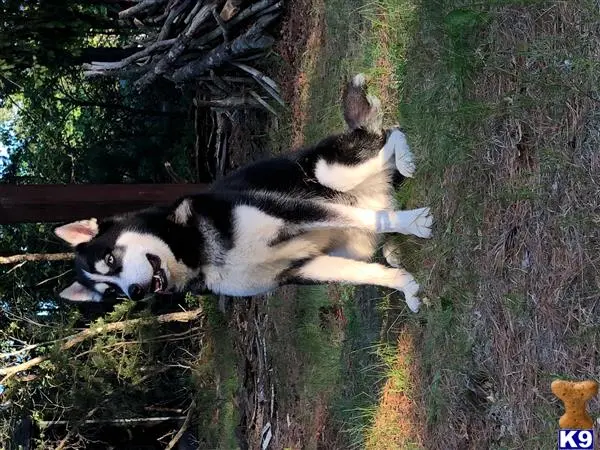 Siberian Husky