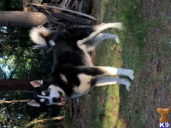 Siberian Husky stud dog