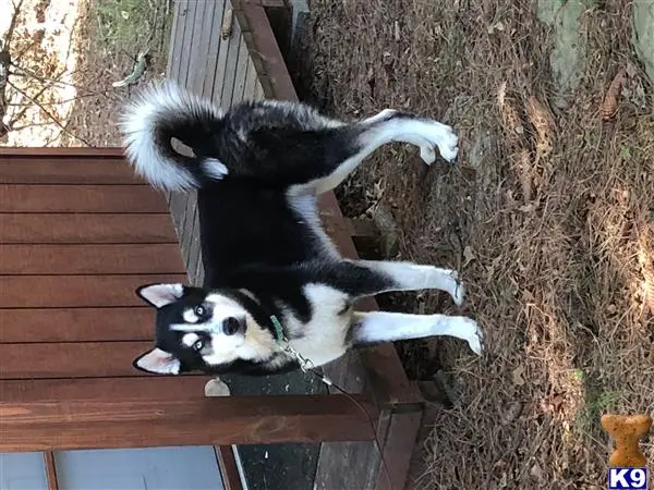 Siberian Husky stud dog