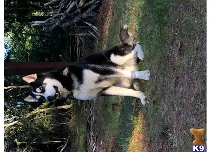 Siberian Husky