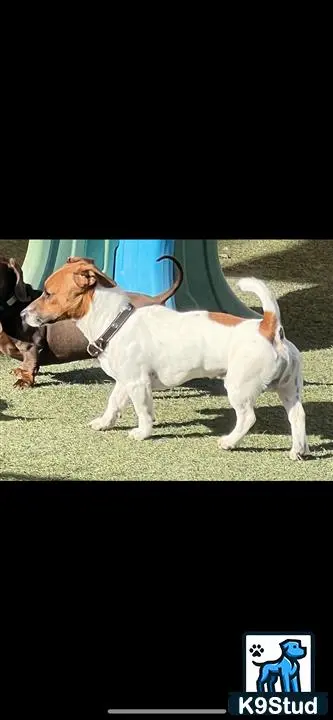 Jack Russell Terrier stud dog