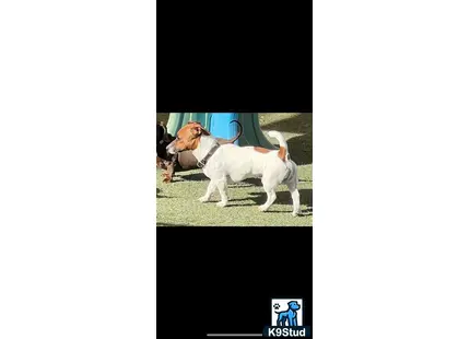 Jack Russell Terrier