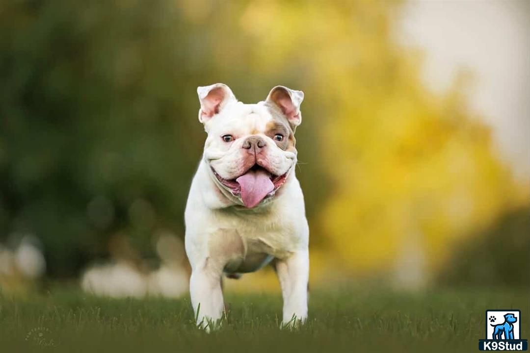 a english bulldog dog running in grass