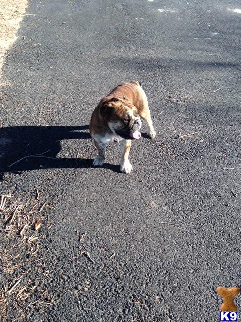 English Bulldog dog