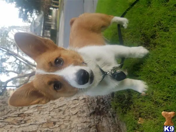 Pembroke Welsh Corgi stud dog