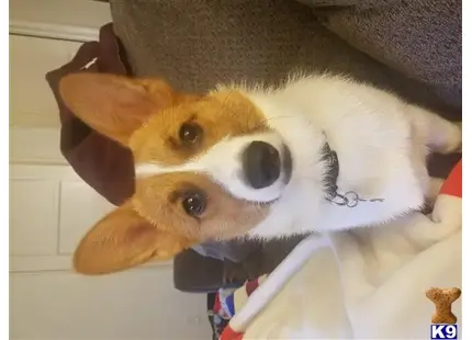 a pembroke welsh corgi dog wearing a hat