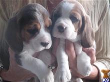 beagle puppy posted by kerenoteh
