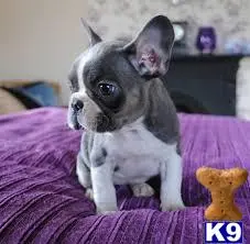 French Bulldog