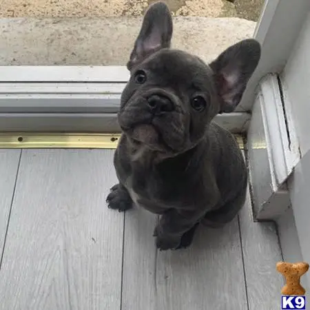 French Bulldog puppy for sale