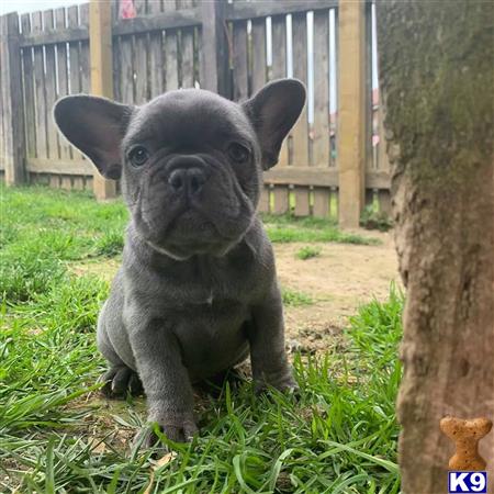 a black french bulldog puppy standing next to a tree