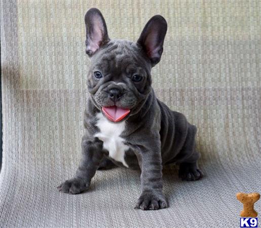 a french bulldog dog sitting on the floor