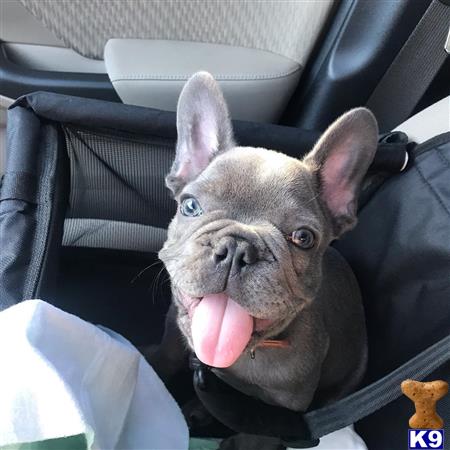 a french bulldog dog sticking its tongue out