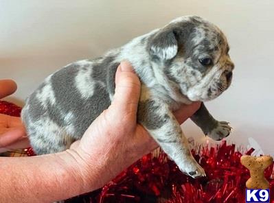 a person holding a small animal