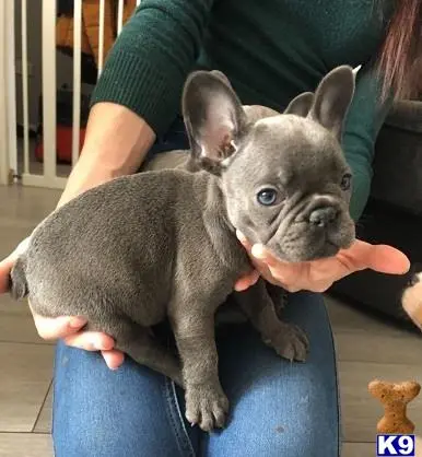 French Bulldog puppy for sale