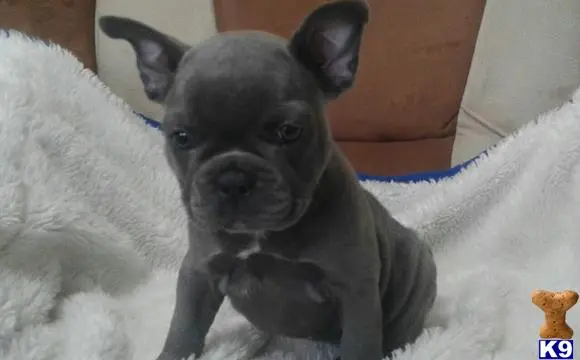 French Bulldog