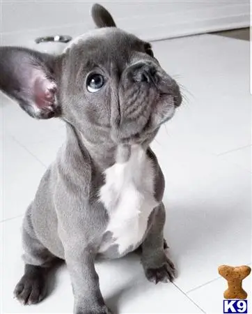 French Bulldog puppy for sale