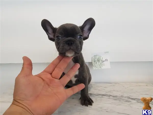 French Bulldog puppy for sale