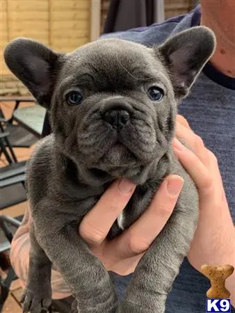 French Bulldog