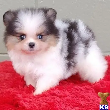 Pomeranian puppy for sale