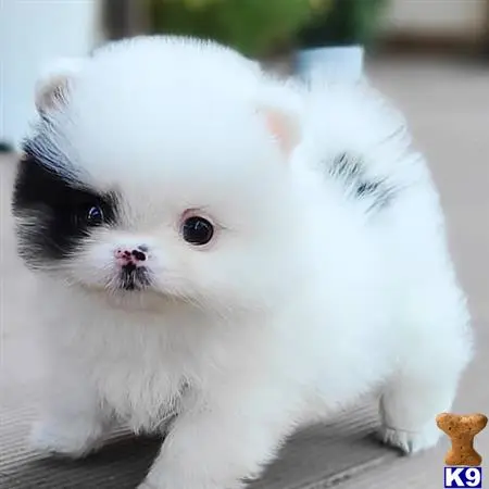 Pomeranian puppy for sale