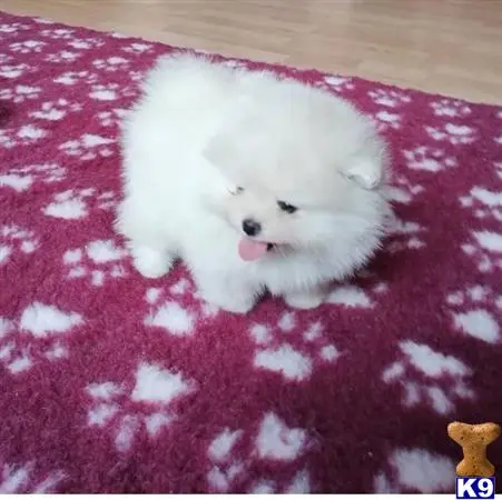 Pomeranian puppy for sale